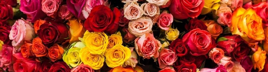 couleurs-roses-signification-930x250