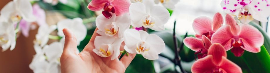 signification-orchidee-920x250 signification-orchidee-920x250