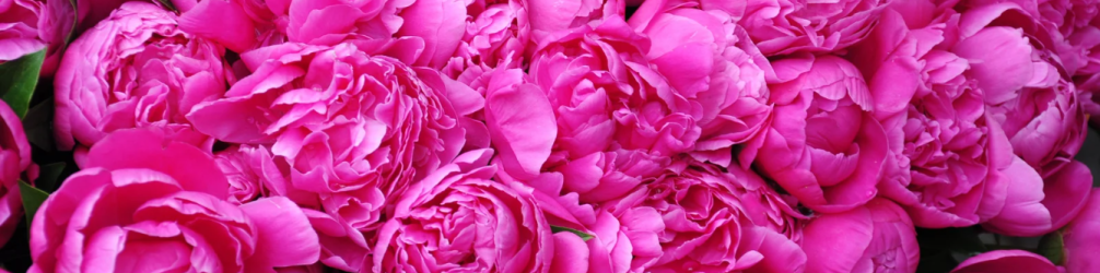 banniere pivoine banniere pivoine
