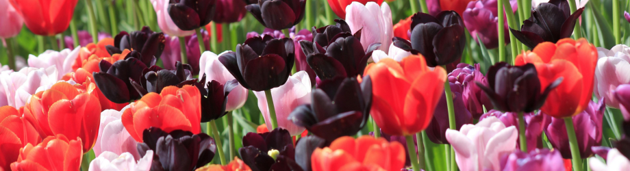 tulipe saint valentin tulipe saint valentin