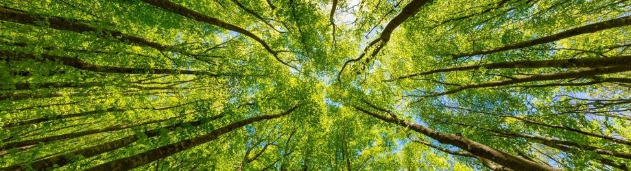 arbre-hommage-deuil-920x250 arbre-hommage-deuil-920x250