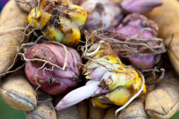 Bulbes de fleurs fraîchement récoltés, tenus dans des mains gantées de jardinier. Une scène qui illustre la préparation du jardin pour les futures floraisons, typique des travaux de plantation d’automne ou de printemps. bulbes-fleurs-plantation-jardinier