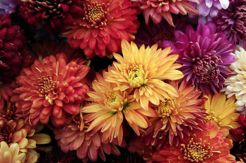 Chrysanth&egrave;me (1)