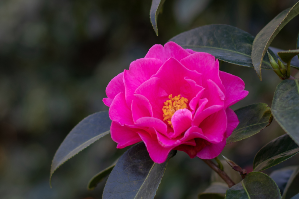 Camélia rose vif en pleine floraison sur un fond de feuillage vert foncé. Cette fleur élégante, symbole d’amour et de perfection, est idéale pour illuminer un jardin d'automne ou au début du printemps. camelia-rose-fleur-automne