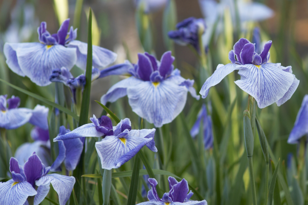 Massif d'iris en fleurs aux pétales violets et blancs, photographiés dans un jardin printanier. Ces fleurs majestueuses symbolisent la sagesse et l'espérance et sont parfaites pour sublimer les massifs et bordures de jardin. iris-violets-jardin-printemps