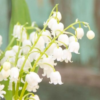 muguet-fleur-parfum-interieur-350x350 muguet-fleur-parfum-interieur-350x350