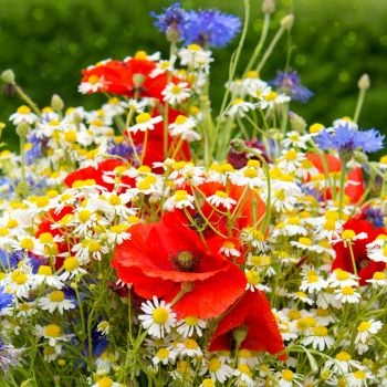 Le bouquet de fleurs sauvages, entre nature et authenticité