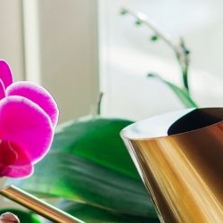 symbolique-orchidee-920x250 symbolique-orchidee-920x250