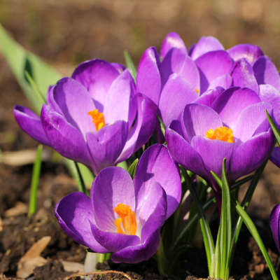 Les fleurs de printemps : quelles variétés privilégier en mars ?
