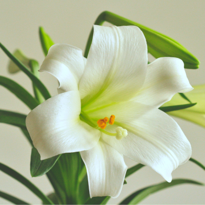 Gros plan d’un lys blanc en pleine floraison, symbole de pureté et d’élégance. lys-blanc-fleur-elegante-printemps