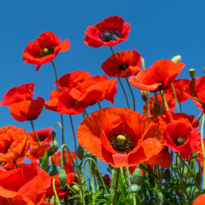 coquelicot 