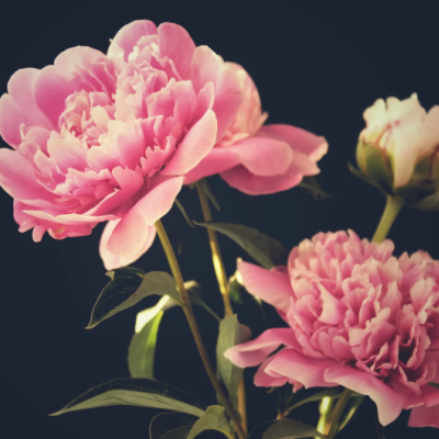 chine pivoine chine pivoine