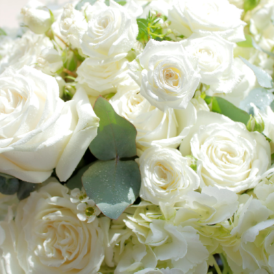 roseblanche roseblanche