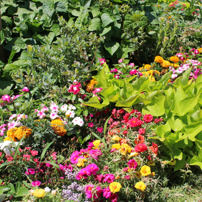 Massif de fleurs d'été aux teintes éclatantes : jaunes, oranges, violettes et roses. Une explosion de couleurs dans un jardin pour un effet visuel spectaculaire et naturel. massif-fleuri-exterieur-ete-couleurs-vives