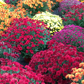 Ponponette multicolores Ponponette multicolores