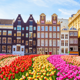 champ-tulipes-amsterdam-printemps.