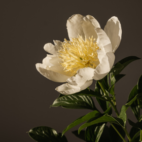 Pivoine blanche délicate mise en valeur sur fond sombre, révélant la finesse de ses pétales et son cœur lumineux. Une fleur élégante parfaite pour des compositions raffinées et intemporelles. pivoine-blanche-fleur-elegante-studio