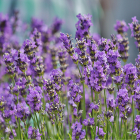 Lavande aux fleurs violettes dans le jardin lavande-fleurs-violettes