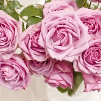 roses-rose-pastel-350x350