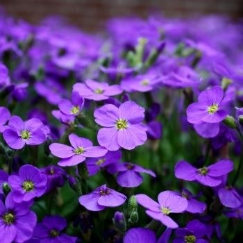 violette-350x350 violette-350x350