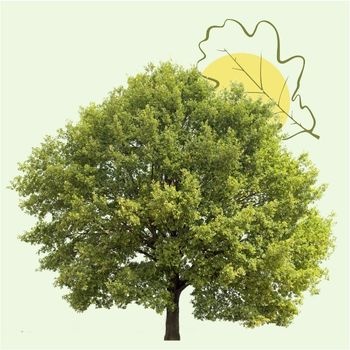 arbre-souvenir-dans-nos-coeurs-350x350 arbre-souvenir-dans-nos-coeurs-350x350