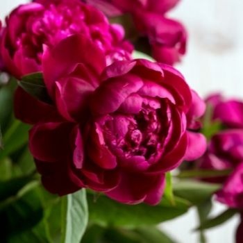 plantation-pivoine-350x350