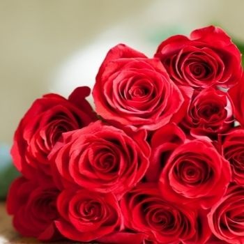 signification-roses-rouges-350x350