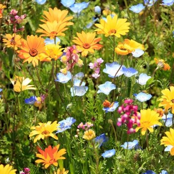 Prairie fleurie colorée avec des marguerites jaunes et orange, des fleurs bleues et roses, sous un soleil printanier. prairie-fleurie-marguerites-fleurs-colorées