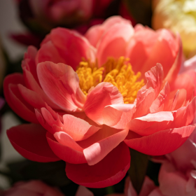 pivoine ouverte pivoine ouverte