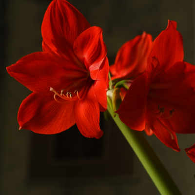 Fleur d’amaryllis rouge vif mise en valeur par un éclairage doux sur fond sombre, symbole d’élégance et de passion. fleur-amaryllis-rouge-eclairage-sombre-elegance