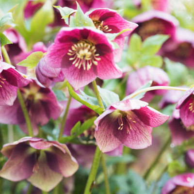 Fleurs de saison en février : quoi offrir ou planter ?
