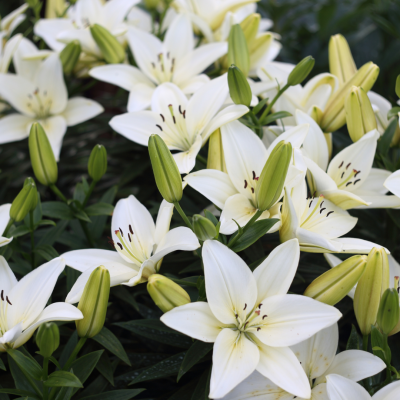Hommage floral : comment exprimer vos condoléances avec des fleurs ?
