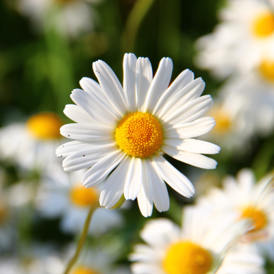 Marguerite blanche avec cœur jaune, photographiée en pleine nature sous la lumière du soleil. marguerite-blanche-coeur-jaune-nature