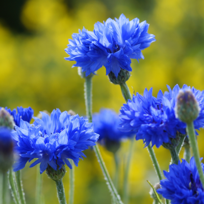 Les fleurs sauvages : une tendance écologique pour vos bouquets