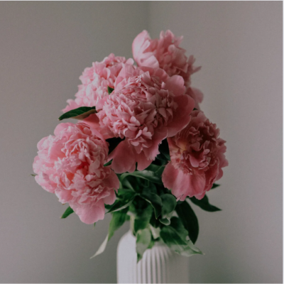 japon pivoine japon pivoine