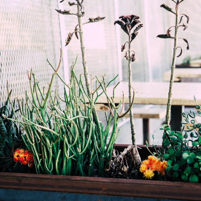 Composition de plantes grasses et succulentes dans un bac décoratif sur une terrasse ou un balcon urbain. Une inspiration parfaite pour créer un coin végétal facile d’entretien en milieu citadin. plantes-grasses-balcon-decoration-urbaine