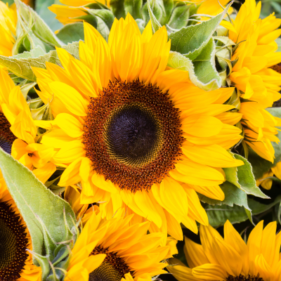 Les tournesols dans le langage des fleurs