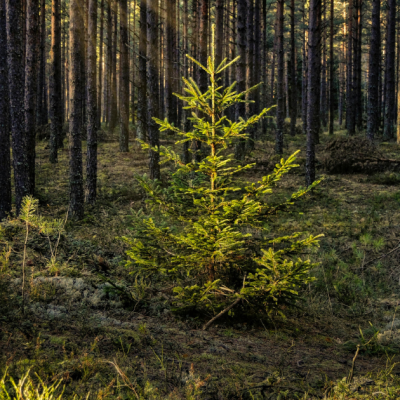 jeune-sapin-foret-hiver-nature