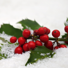 Houx dans la neige Houx dans la neige