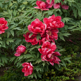 Superbes pivoines rouges épanouies au cœur d’un jardin luxuriant. Ces fleurs généreuses symbolisent la passion et la beauté naturelle, idéales pour inspirer des compositions florales élégantes. pivoines-rouges-jardin-floraison