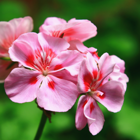 geranium-rose-fleurs-toussaint