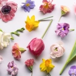 fleurs-coupees-decoration-930x250 fleurs-coupees-decoration-930x250