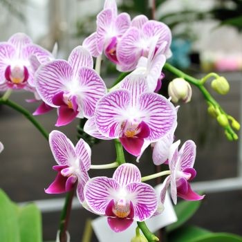 Offrir une orchidée pour nouvel an (1) Offrir une orchidée pour nouvel an (1)
