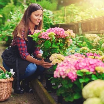 plantation-hortensia-350x350 plantation-hortensia-350x350
