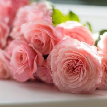La signification de la couleur des roses