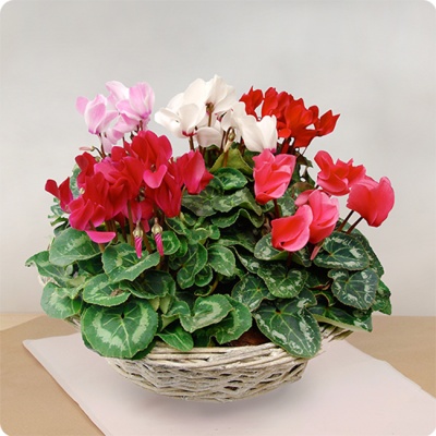 Cyclamens 550x550 Cyclamens 550x550