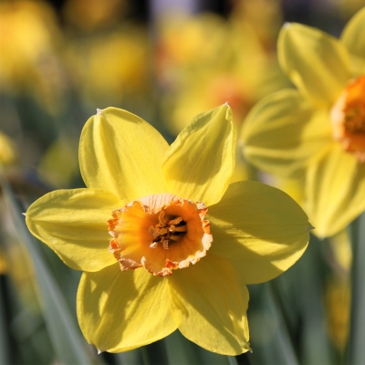 Les jonquilles : une fleur de mars pleine de symbolisme