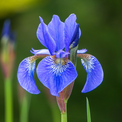 Fleur d’iris bleue en gros plan, mise en valeur sur un fond vert flouté, symbole d’élégance et de sagesse.  fleur-iris-bleue-gros-plan-jardin