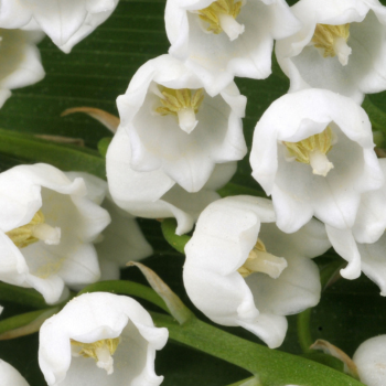 Brin de muguet Brin de muguet