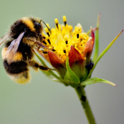 Fleurs et pollinisateurs : comment favoriser la biodiversité ?